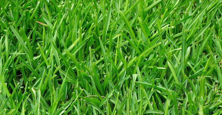 Fertilizarea gazonului