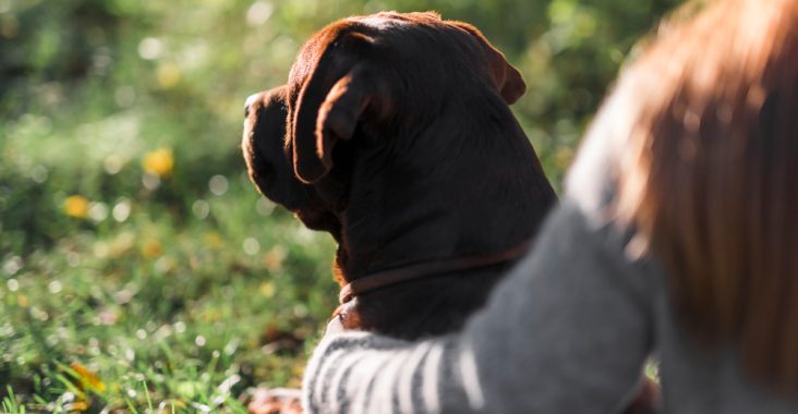 incinerare în București